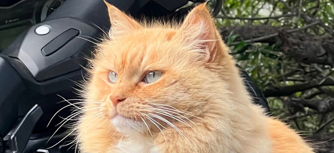 Obrázek k článku VLČKOVIZE: Co zpívalo kotě Bubáček? O zvířatech a jejich vztahu k hudbě